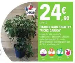E.Leclerc FIGUIER NAIN FIGALITY FICUS CARICA offre