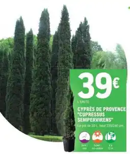 E.Leclerc CYPRÈS DE PROVENCE CUPRESSUS SEMPERVIRENS offre