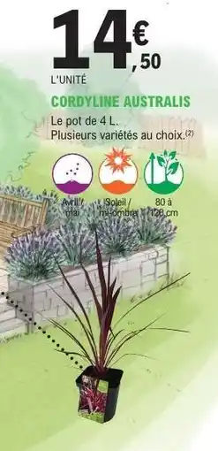 E.Leclerc CORDYLINE AUSTRALIS offre