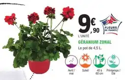 E.Leclerc Geranium Zonal offre