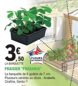 E.Leclerc FRAISIER 'FRAGARIA' offre