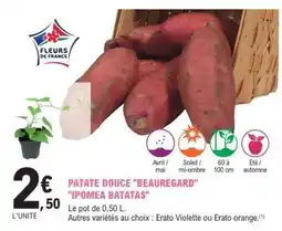 E.Leclerc PATATE DOUCE BEAUREGARD IPOMEA BATATAS offre