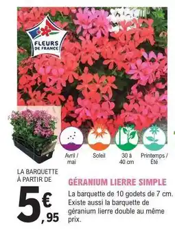 E.Leclerc Géranium lierre simple offre