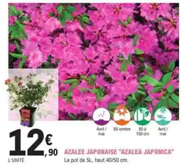 E.Leclerc Azalée Japonaise 'Azalea Japonica' offre