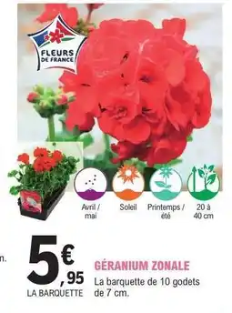 E.Leclerc GÉRANIUM ZONALE offre