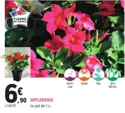 E.Leclerc Dipladenia offre