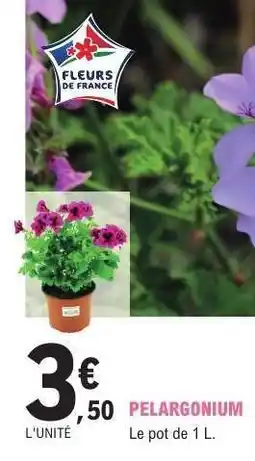 E.Leclerc PÉLARGONIUM offre