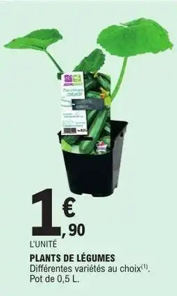 E.Leclerc Plants De Legumes offre