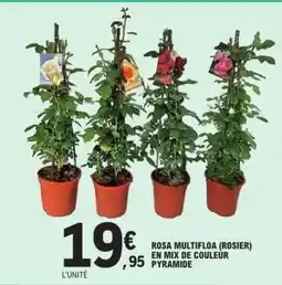 E.Leclerc ROSA MULTIFLOA (ROSIER) EN MIX DE COULEUR PYRAMIDE offre