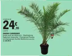 E.Leclerc Phoenix Canariensis offre