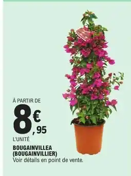 E.Leclerc BOUGAINVILLEA (BOUGAINVILLIER) offre