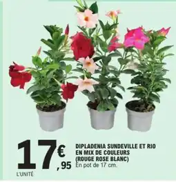 E.Leclerc DIPLADENIA SUNDEVILLE ET RIO EN MIX DE COULEURS offre