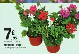 E.Leclerc GÉRANIUM LIERRE offre