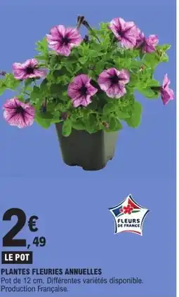E.Leclerc Plantes fleuries annuelles offre