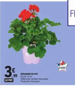 E.Leclerc Géranium en pot offre