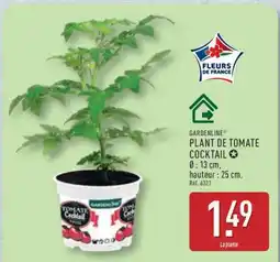 ALDI PLANT DE TOMATE COCKTAIL offre