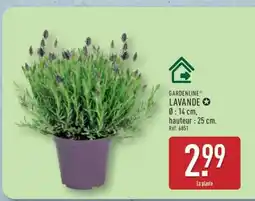 ALDI GARDENLINE LAVANDE offre