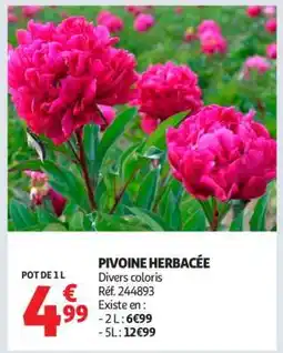 Auchan PIVOINE HERBACÉE offre