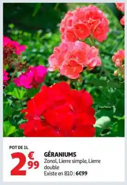 Auchan Géraniums offre
