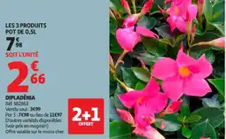Auchan Dipladenia offre