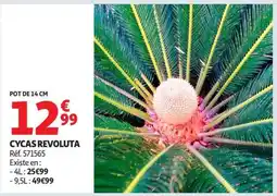 Auchan Cycas Revoluta offre