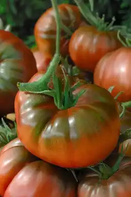 Gamm vert Tomate greffée offre