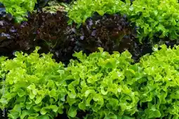 Gamm vert Salade feuille de chêne duo offre