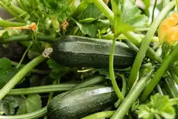 Gamm vert Courgette offre