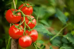 Gamm vert Tomate précoce offre