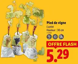 Lidl Pied de vigne offre