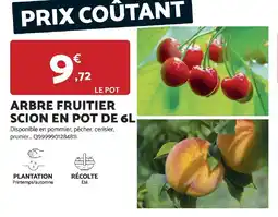 Bricomarché Arbre fruitier scion en pot offre