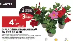 Bricomarché Dipladénia diamantina en pot offre