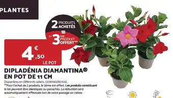 Dipladénia diamantina en pot