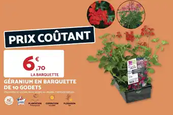 Géranium en barquette de 10 godets