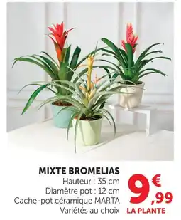 Hyper U Mixte bromelias offre