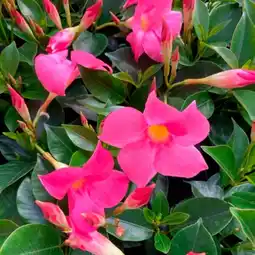 Auchan Sansmarque dipladénia offre