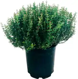 Auchan Sansmarque plantes aromatiques offre