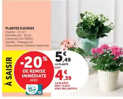 U Express Plantes fleuries offre