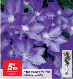Netto Plante grimpante pot 12 cm offre