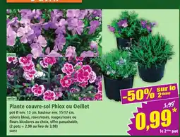Norma Plante couvre-sol Phlox ou Oeillet offre