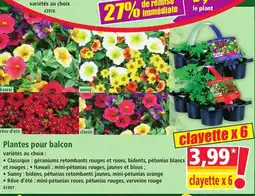 Norma Plantes pour balcon offre