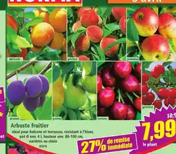 Norma Arbuste fruitier offre