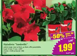 Norma Dipladenia Sundaville offre