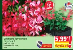 Norma Géraniums lierre simple clayette x 6 offre