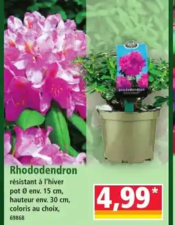 Norma Rhododendron offre