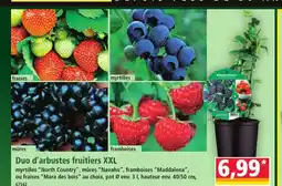 Norma Duo d'arbustes fruitiers XXL offre