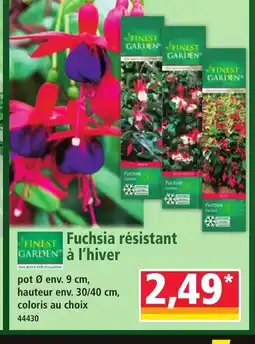 Norma FINEST GARDEN Fuchsia résistant à l'hiver offre