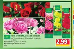 Norma FINEST GARDEN Rose Trémière Alcéa ou Pivoine offre