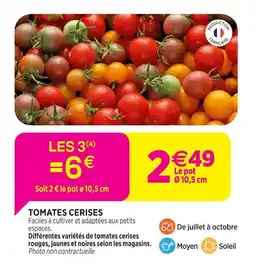 Delbard Tomates cerises offre