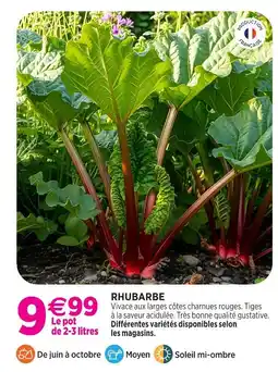 Delbard Rhubarbe offre